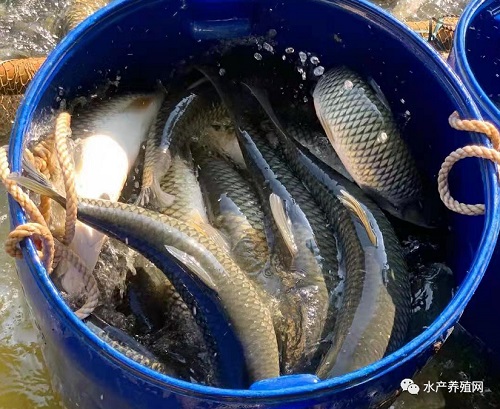 草鱼苗会炒到10块吗？一苗难求价格疯涨，饲料也涨价了，今年养草鱼的风险大幅增加？