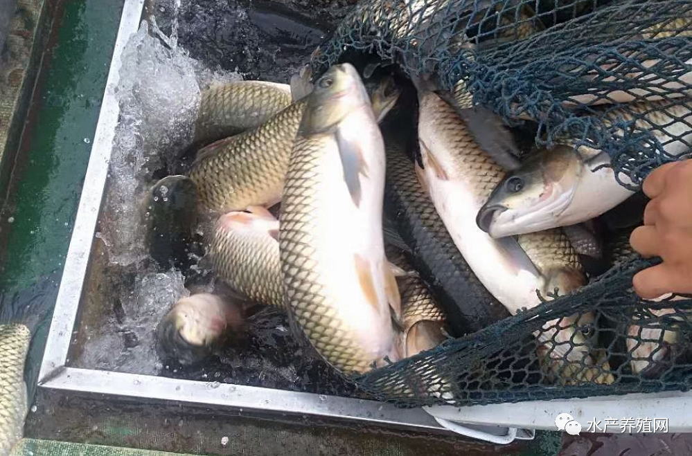 暴雨跑魚,養殖戶一夜損失幾十萬?