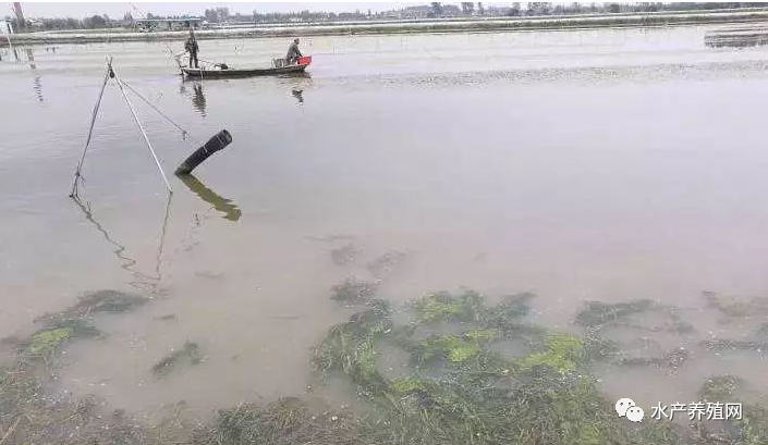 惨痛！停电2小时死鱼8千斤损失超20万！水产养殖真不是你想的那样容易！