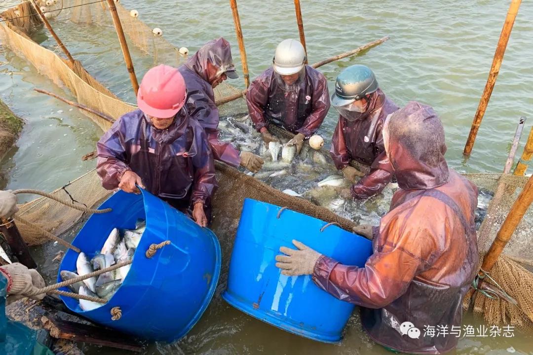 大口黑鲈选育新品系“加得丰”养殖喜获丰收