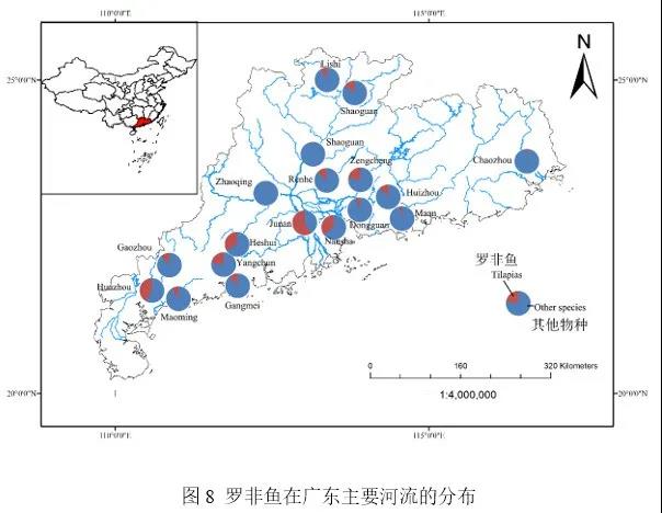 我国罗非鱼年产量最高占全球49%，现在养殖情况还好吗？