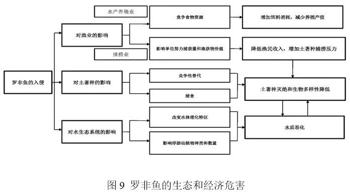 我国罗非鱼年产量最高占全球49%，现在养殖情况还好吗？