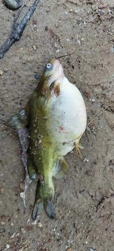 全国预警！又一条鱼出现暴发性病害！浙江有鱼塘连片覆灭，广西有人死鱼12万斤！