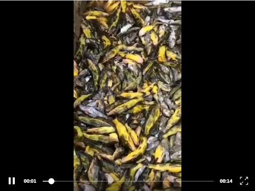 3天死掉一塘鱼，让养殖户绝望的“鱼瘟”出现！有的鱼塘已绝收，养殖户恐慌性卖鱼！