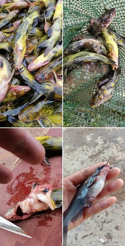 3天死掉一塘鱼，让养殖户绝望的“鱼瘟”出现！有的鱼塘已绝收，养殖户恐慌性卖鱼！