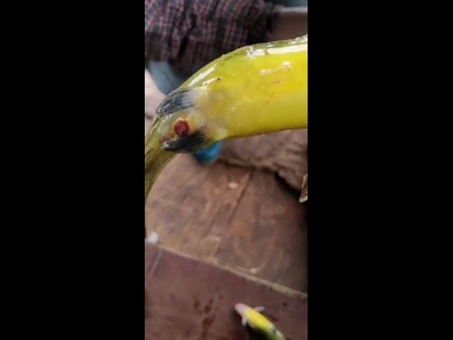 3天死掉一塘鱼，让养殖户绝望的“鱼瘟”出现！有的鱼塘已绝收，养殖户恐慌性卖鱼！