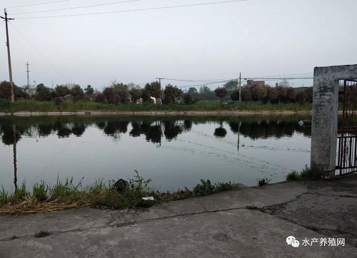 3天死掉一塘鱼，让养殖户绝望的“鱼瘟”出现！有的鱼塘已绝收，养殖户恐慌性卖鱼！