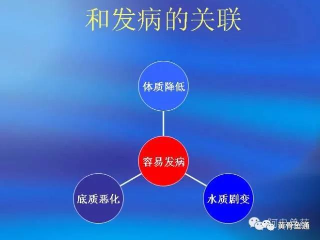 黄颡鱼养殖，就应从“养底”着手才能“氧底”