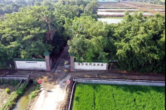 广东省重要的淡水鱼苗生产基地――广东黄沙渔业基地有限公司