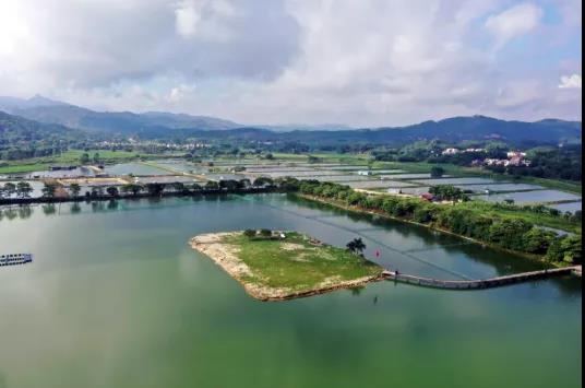 广东省重要的淡水鱼苗生产基地――广东黄沙渔业基地有限公司