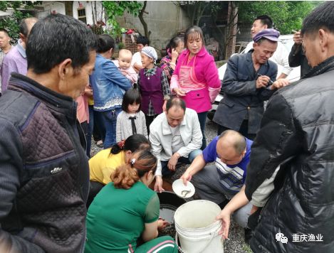 重庆武隆区稻鳅综合种养试验示范基地始投鳅苗