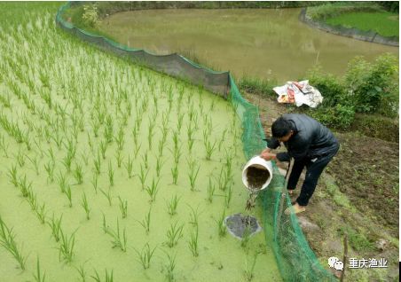 重庆武隆区稻鳅综合种养试验示范基地始投鳅苗