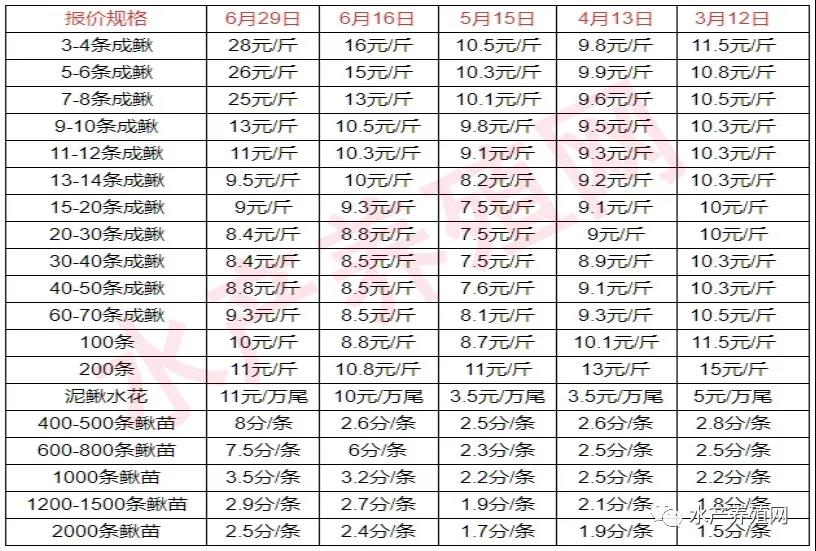 一天一个价！两周涨12元，大泥鳅冲击30元！母鱼价格涨了4倍多！泥鳅苗供不应求