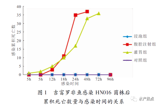 一文让您了解罗非鱼“高热病”