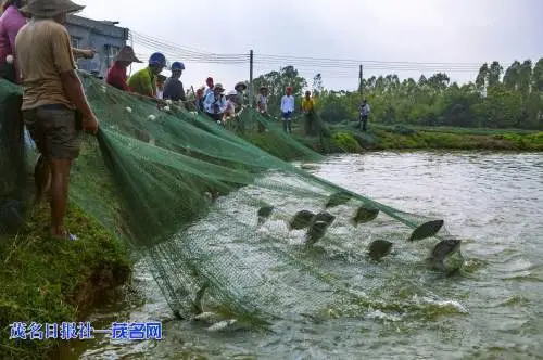 广东茂名罗非鱼产业特色规模优势成就行业引领