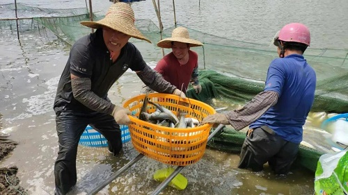 巾帼不让须眉！珠海“海鲈皇后”带领村民共同致富