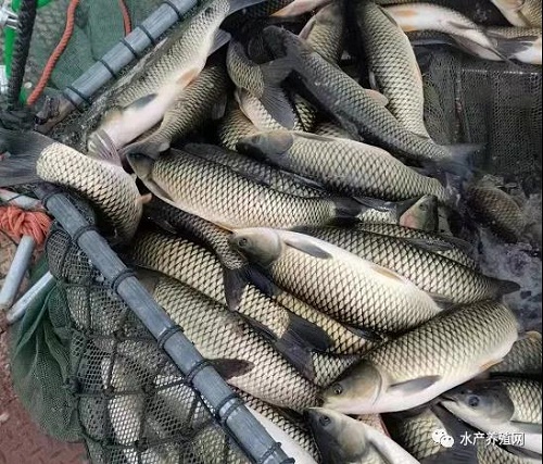 疫情影响，淡水鱼流通商亏多赚少，市场流通难度加大！后期鱼价主要要看疫情！