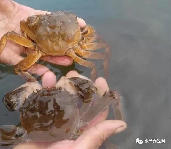 饲料居然长白毛，养殖户怒砸经销商门市！发酵料市场到底有多乱？