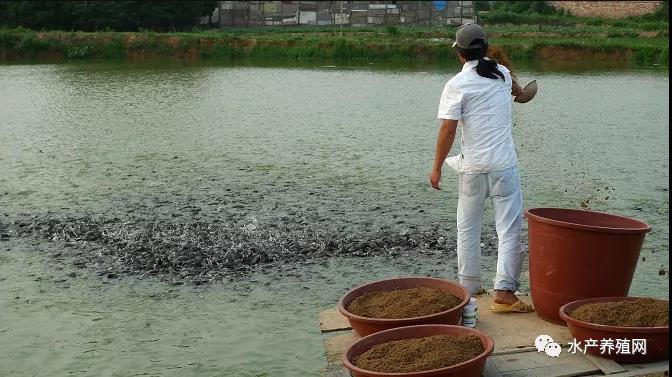 豆粕暴跌，水产料会降吗？很多渔药涨价，氟苯尼考历史新高！明年养什么品种好？