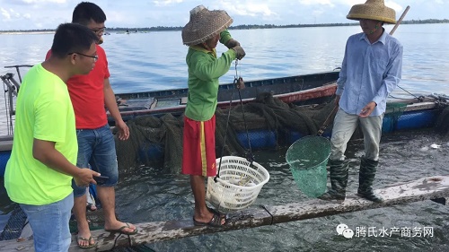 粤海饲料26年稳居行业领先的“定海神针”究竟是什么？