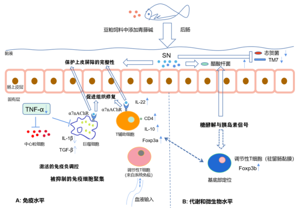 水生所揭示中药成分青藤碱的抗肠炎机理