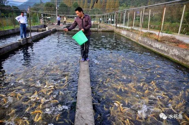 池塘驯鱼吃料人工投饵技术要点：刺激鱼类食欲，提高摄食强度和饲料利用率