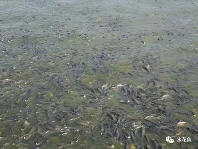 池塘驯鱼吃料人工投饵技术要点：刺激鱼类食欲，提高摄食强度和饲料利用率