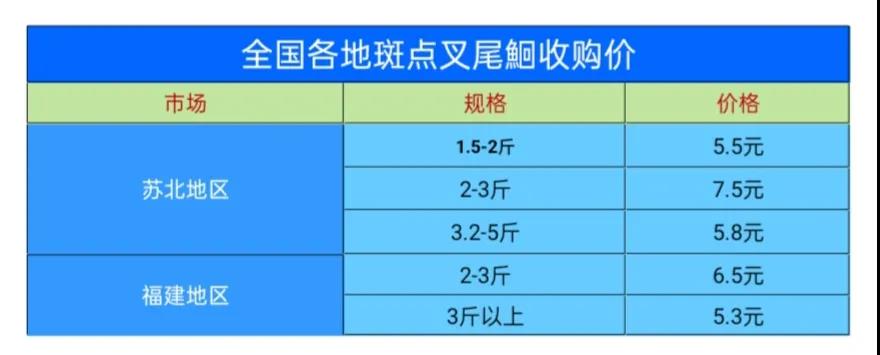 气温下降后，各地斑点叉尾t价格稳步上涨！