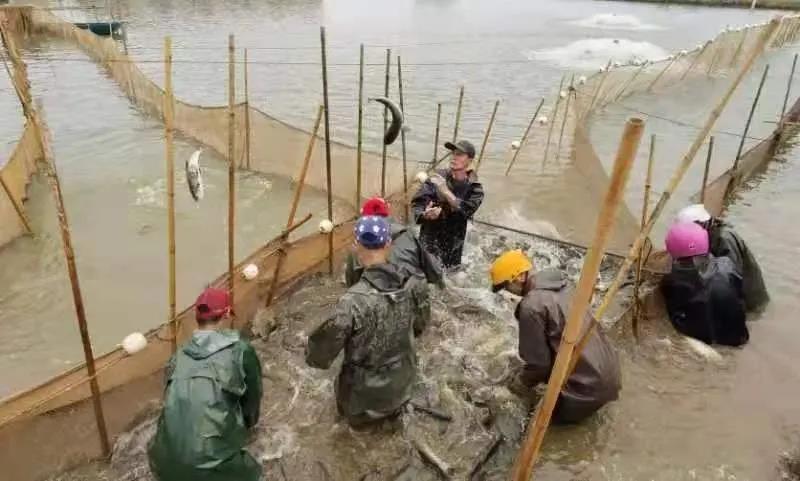 元旦将至，黑鱼价格水涨船高，加工厂层出不穷，市场前景一片看好？