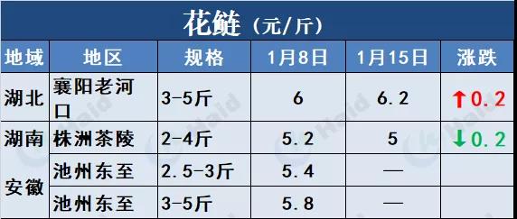 鱼价行情 | 草鱼再涨0.6元/斤！这波涨势凶猛，会一直涨到春节吗？