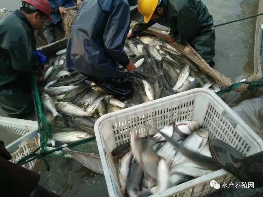 节后三天跌，最好的卖鱼时机已过去？温度持续回升，养殖户谨防往年的“鱼瘟”惨案！