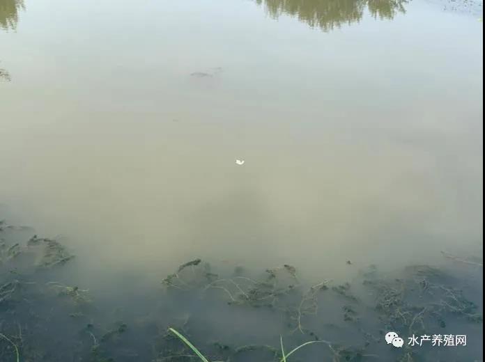 梅雨天来袭，蟹塘缺氧、水草保不住等问题频现，养殖户如何让螃蟹顺利出梅安全渡夏