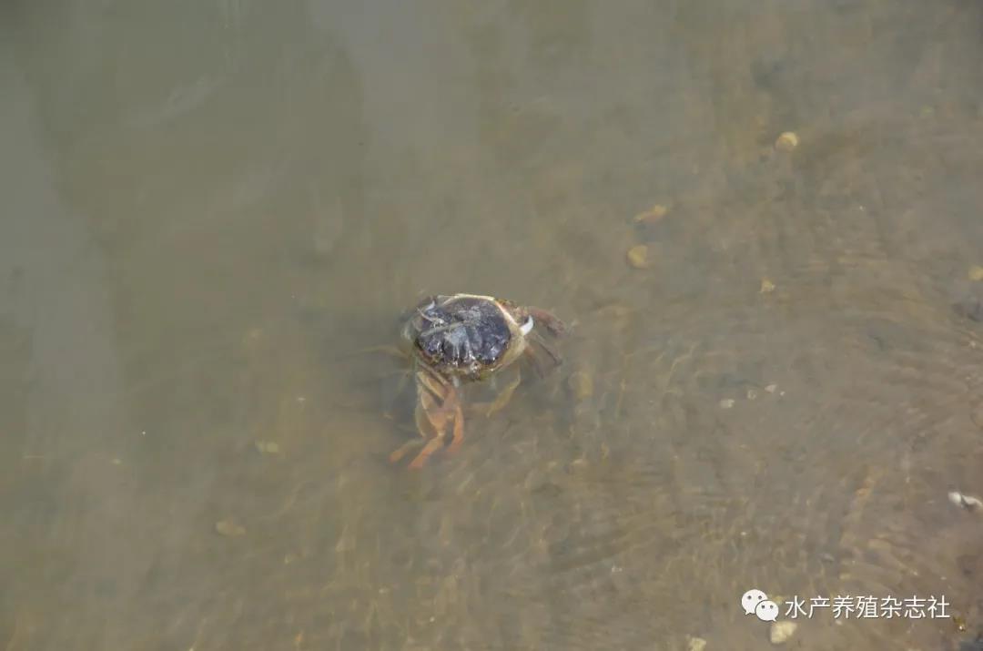 梅雨天到来，高温模式已启动，河蟹养殖管理要注意这5个方面！