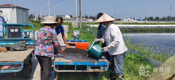 江苏常熟开展河蟹螺蛳混养研究 提高河蟹生态养殖水平