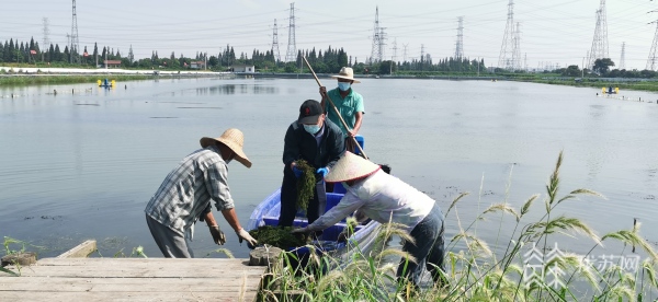 江苏常熟开展河蟹螺蛳混养研究 提高河蟹生态养殖水平