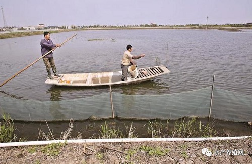 调水、改底、喂料、防病……河蟹塘后期管理要注意这6点