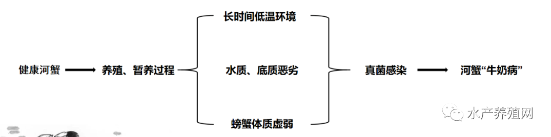 怪病来袭，基本无药可救？让蟹农谈之色变的牛奶病，到底多恐怖？