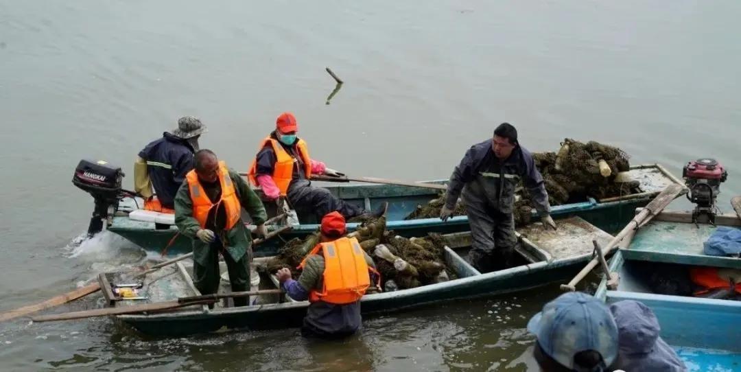 江苏南京市浦口区国家城市湿地公园“退养还湿”