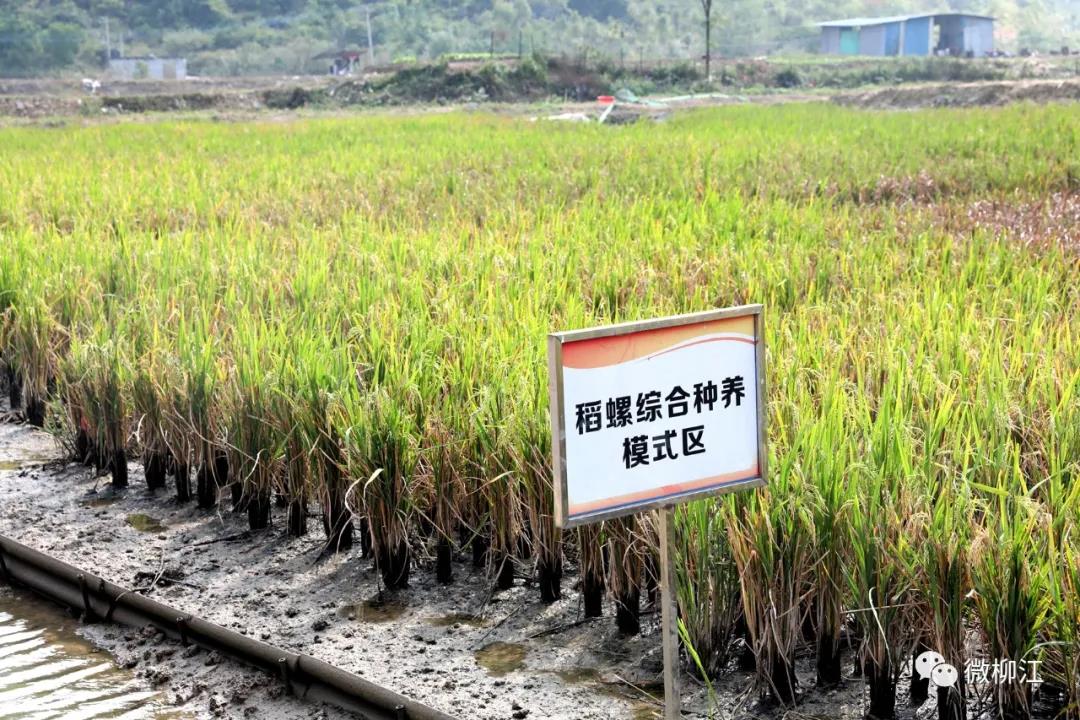 稻花香里虾嫩螺蛳肥，一田三收话丰年！