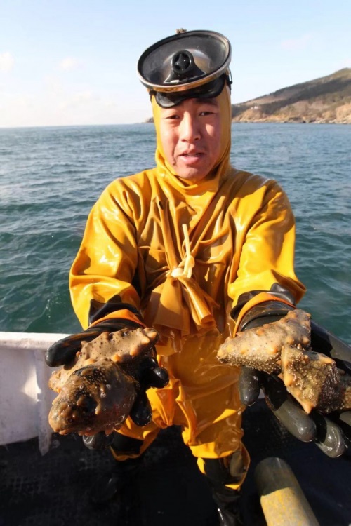 獐子岛野生海参大雪采捕 坚守传承回馈消费者