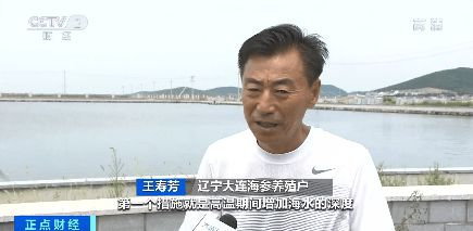 辽宁大连近岸海底温度已达30℃，海参养殖户做好高温防御准备
