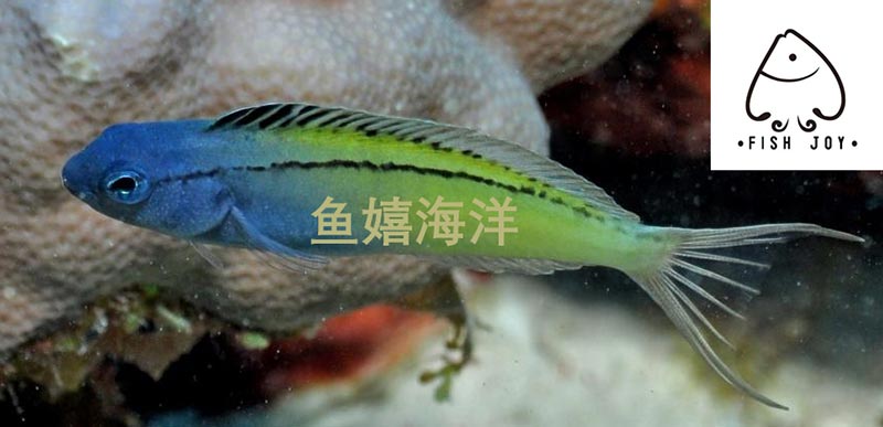 红海鸳鸯真假案（上篇）